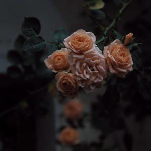 欧美老妇AⅤ片AAAA片
